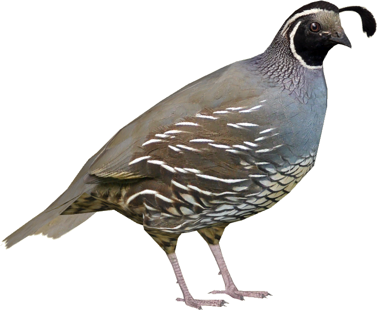 Zoo Tycoon 2 Rock Partridge (733x733)