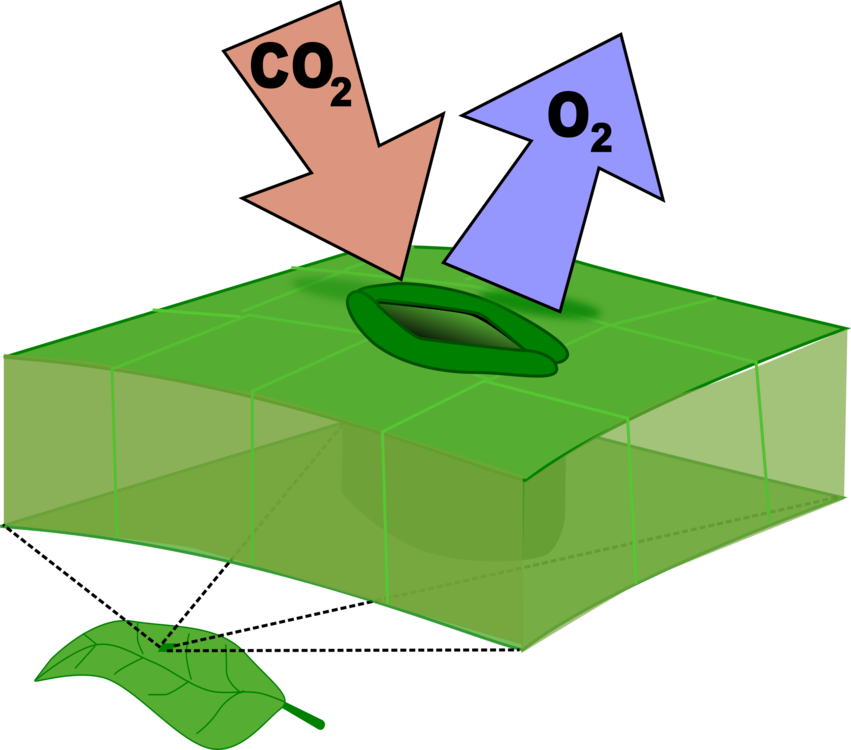 Leaf Stoma Computer Icons Carbon Dioxide Botany - Leaf Stomata Clipart (851x750)