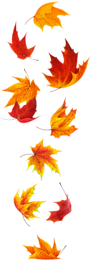 Clip Art Fall Stock Photos - Falling Maple Leaf Tattoo (233x550)