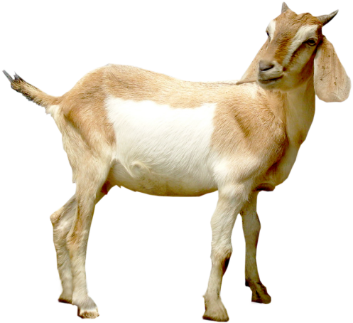 Mountain Goat Png Hd Transparent Mountain Goat Hdpng - Side View Goats Png (497x454)