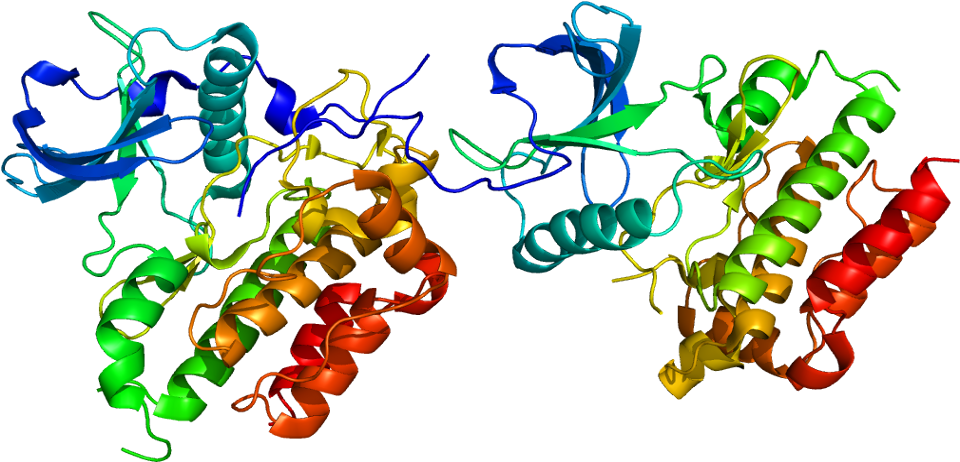 Clip Art Haematocrystallin Clipart Atp - Protooncogen C Kit (1009x511)