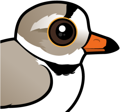 About The Piping Plover - Cartoon Piping Plover (440x440)