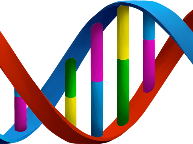 Overview Clipart Manual Process - Genetics Clipart Transparent (640x480)