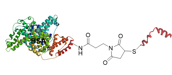 Bsa Peptide Conjugates - Albumin (608x262)