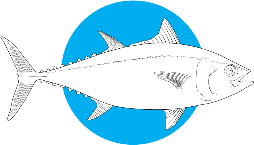 Bluefin Tuna - Ray-finned Fish (1000x773)