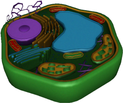 Plant Cell - Cell (420x355)