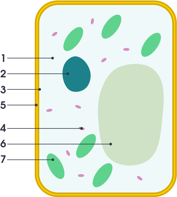Simple Diagram Of Plant Cell - Simple Diagram Of Plant Cell (724x768)