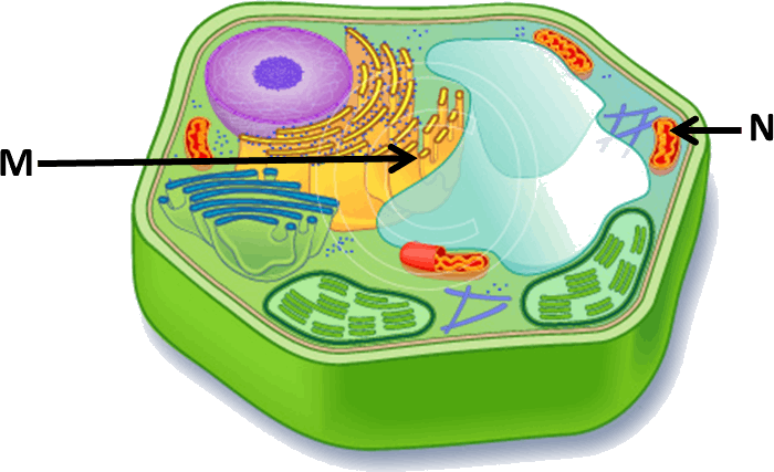 Image Showing Plant Cell - Image Showing Plant Cell (700x427)