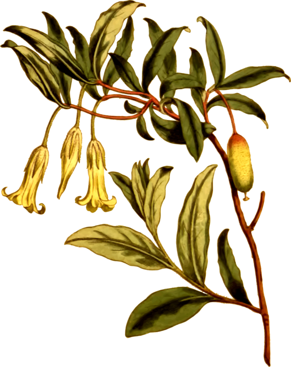 All Photo Png Clipart - Owenia Acidula (595x750)