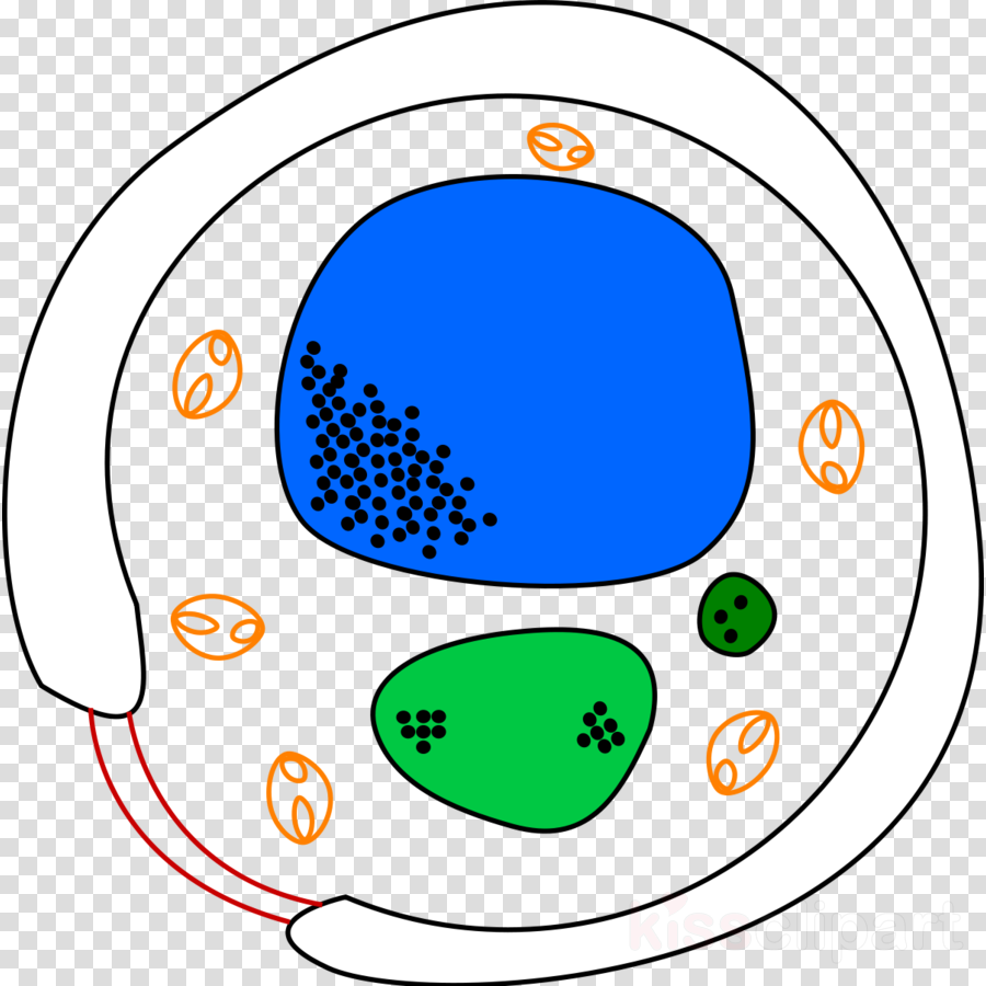 Huby A Lišajníky Clipart Fungus Yeast Cell - Yeast Cell Diagram (900x900)