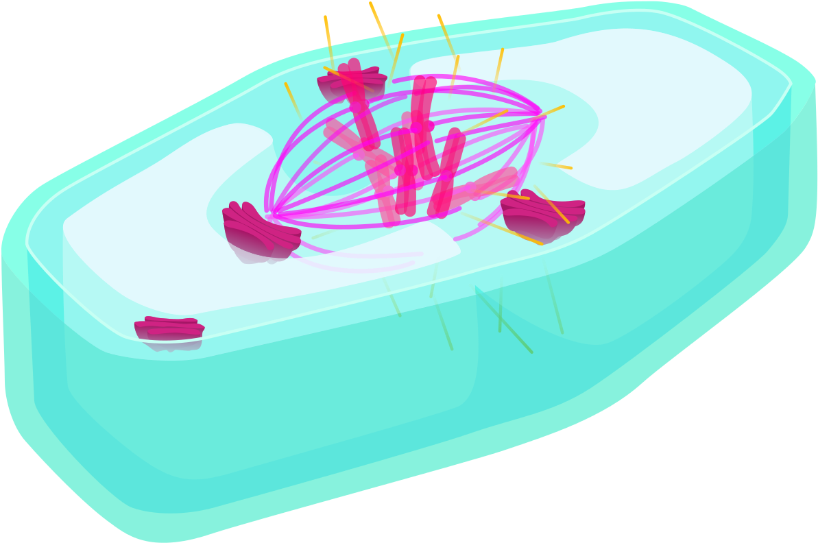 Plant Cell Metaphase - Wikimedia Commons (1280x839)