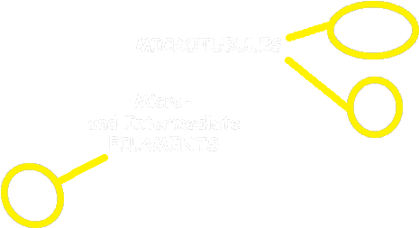 Cells Alive Interactive Animal And Plant Cells - Circle (708x426)