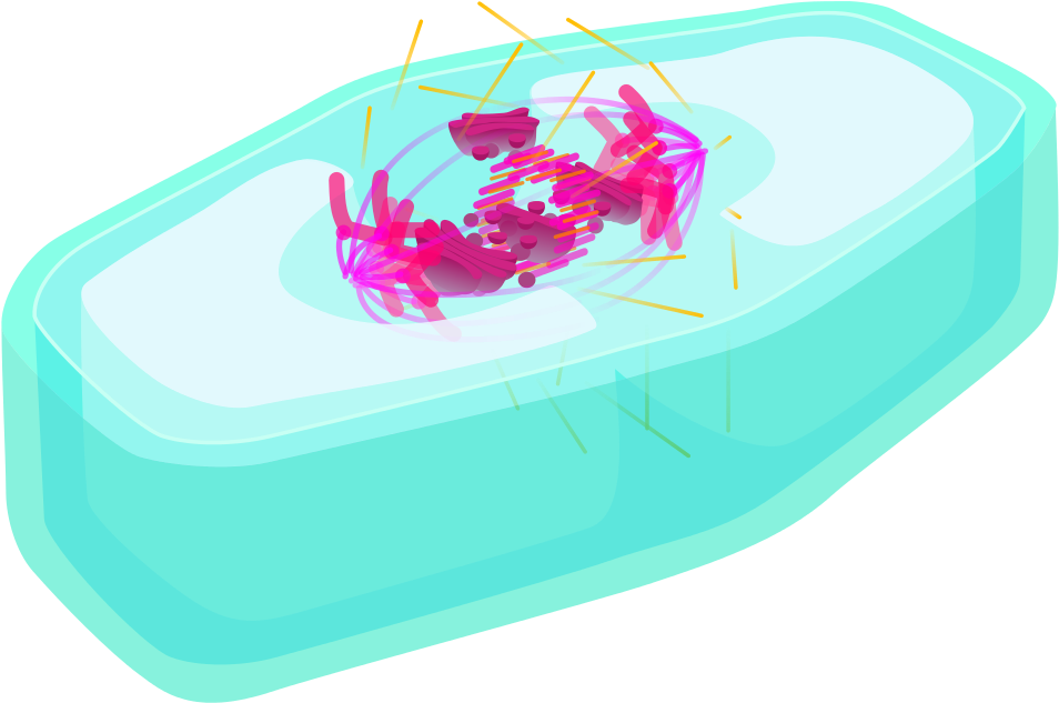 Plant Cell Late Anaphase - Wikimedia Commons (1024x671)