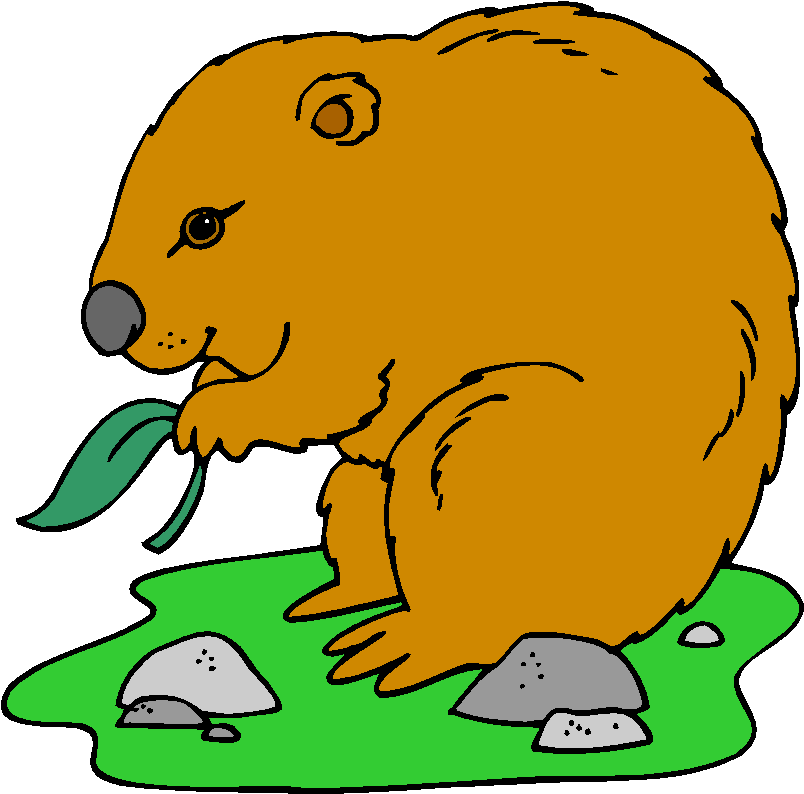 Wombat Eating Clipart (832x800)
