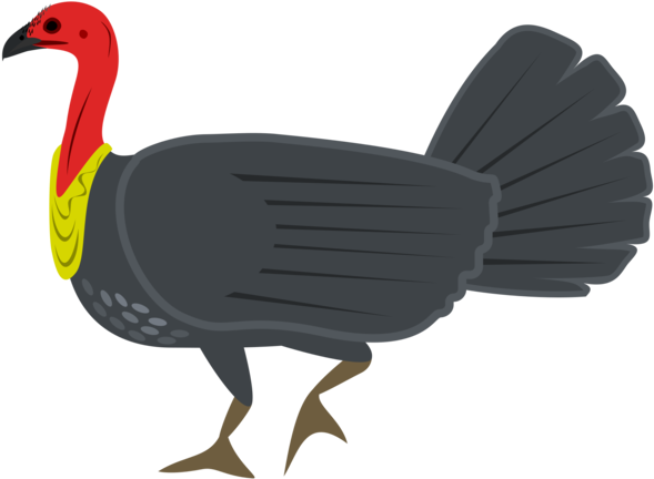 All Photo Png Clipart - Bush Turkey (750x750)