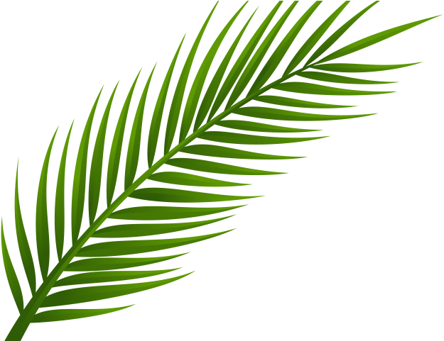 Web Clipart Line Art - Palm Leaf Png Free (640x480)