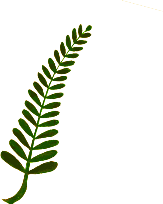 Fern Computer Icons Plant Stem Watercolor Painting - Fern Computer Icons Plant Stem Watercolor Painting (750x750)