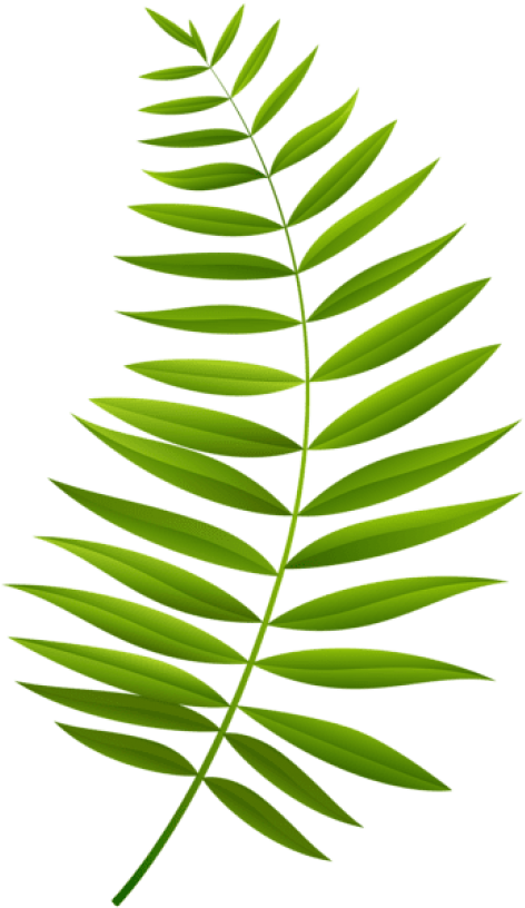 Free Png Download Palm Branch Transparent Clipart Png - Free Png Download Palm Branch Transparent Clipart Png (480x819)