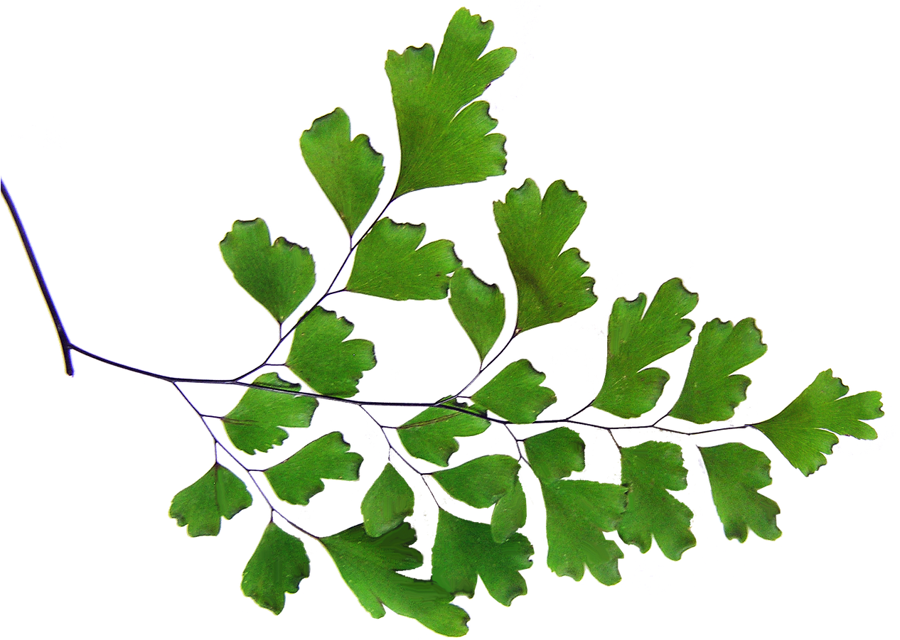 Maiden Hair Plant Cut - Maiden Hair Plant Cut (1280x957)