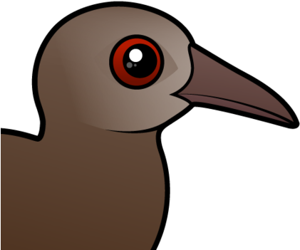 About The Lord Howe Woodhen - About The Lord Howe Woodhen (440x440)