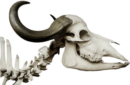 Cattle Skull,skull,african Buffalo,syncerus - Cattle Skull,skull,african Buffalo,syncerus (500x332)