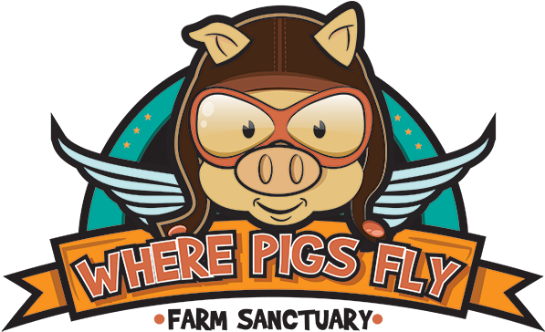 Where Pigs Fly Farm Sanctuary, Hunter Valley - Where Pigs Fly Farm Sanctuary, Hunter Valley (600x373)