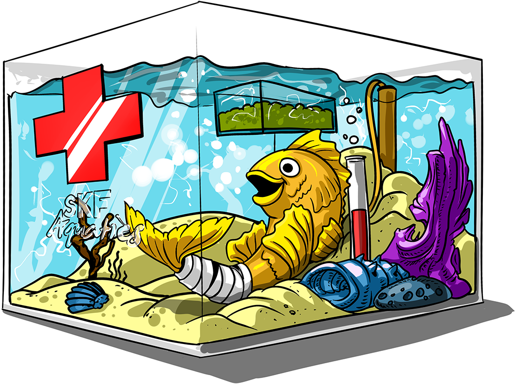 Out Fish Or Any Aquatic Animal Ownership - Out Fish Or Any Aquatic Animal Ownership (1043x778)