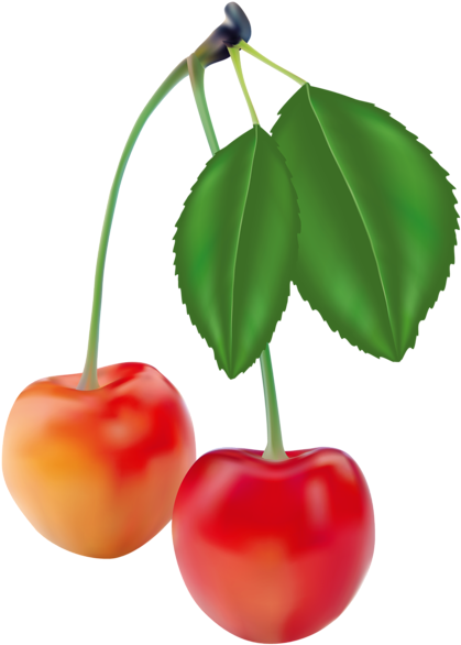 Cherries Clipart Picture - Cherries Clipart Picture (444x600)
