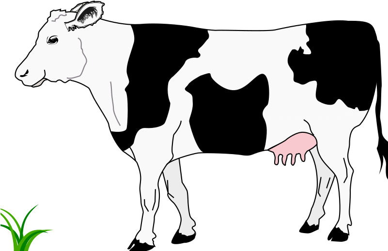 Cow Black And White Vache Blanche Et - Cow Black And White Vache Blanche Et (800x538)