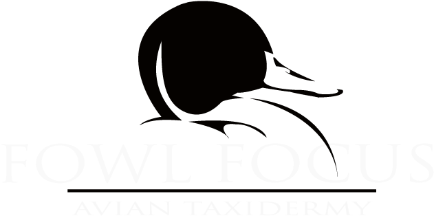 Fowl Focus - Fowl Focus (663x336)