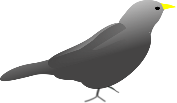 Beak Bird Computer Home Network Call Of Duty - Beak Bird Computer Home Network Call Of Duty (583x340)