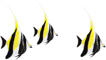 Experience Scouting At The Aquarium - Experience Scouting At The Aquarium (560x250)