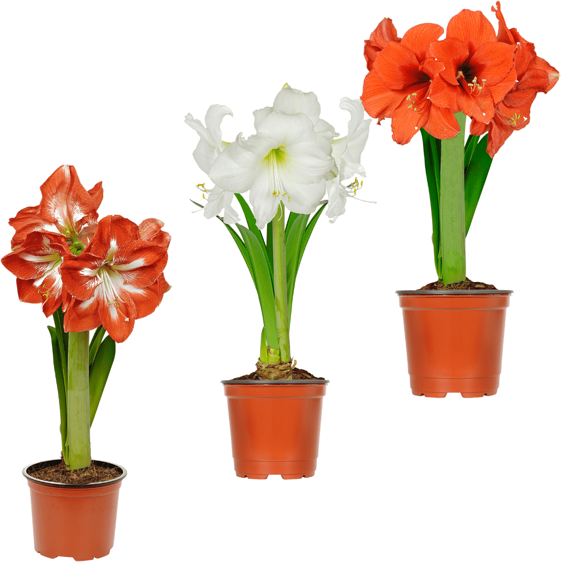 Amaryllis Gunstig Bei Aldi Nord - Amaryllis Gunstig Bei Aldi Nord (1250x1250)
