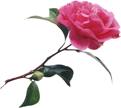 Clip Art - Clip Art (500x451)