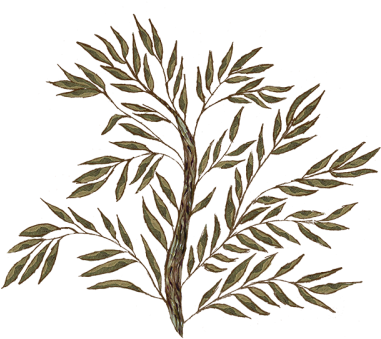 Olive Jug - Olive Jug (400x400)