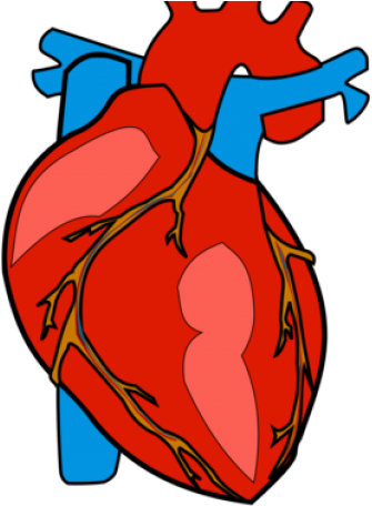 Body Clipart Heart - Body Clipart Heart (640x480)