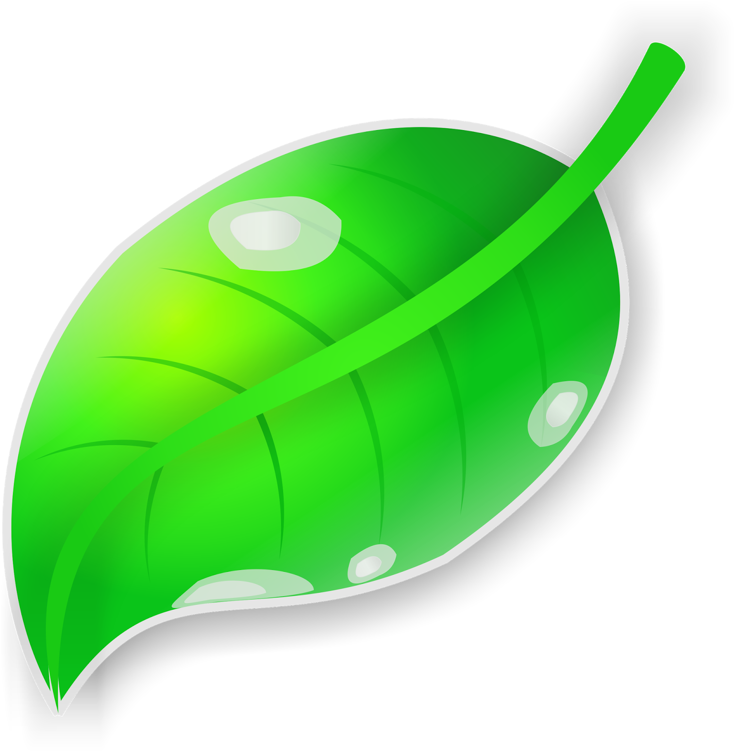 Vektor Daun Dengan Coreldraw X7 - Vektor Daun Dengan Coreldraw X7 (1535x1600)