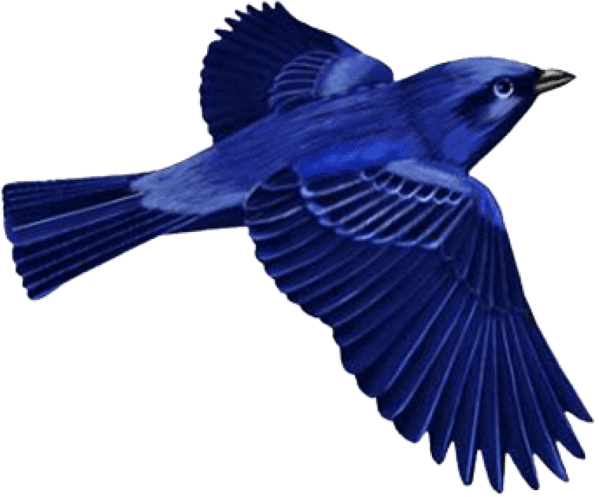 Dark Blue Bird Clip-art Png - Dark Blue Bird Clip-art Png (850x705)