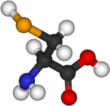 Structural Biochemistry/other Non Common Amino - Selenocysteine (400x388)