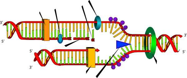 Dna Replication Clip Art Related Keywords - Polymerase Delta And Epsilon (600x250)