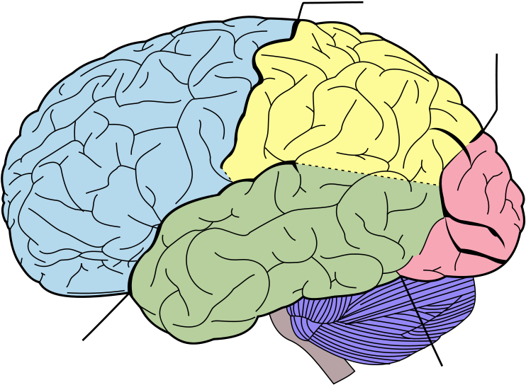 Impressive Worksheets On Lobes Of The Brain In Printable - Lobes Of The Brain (1024x731)