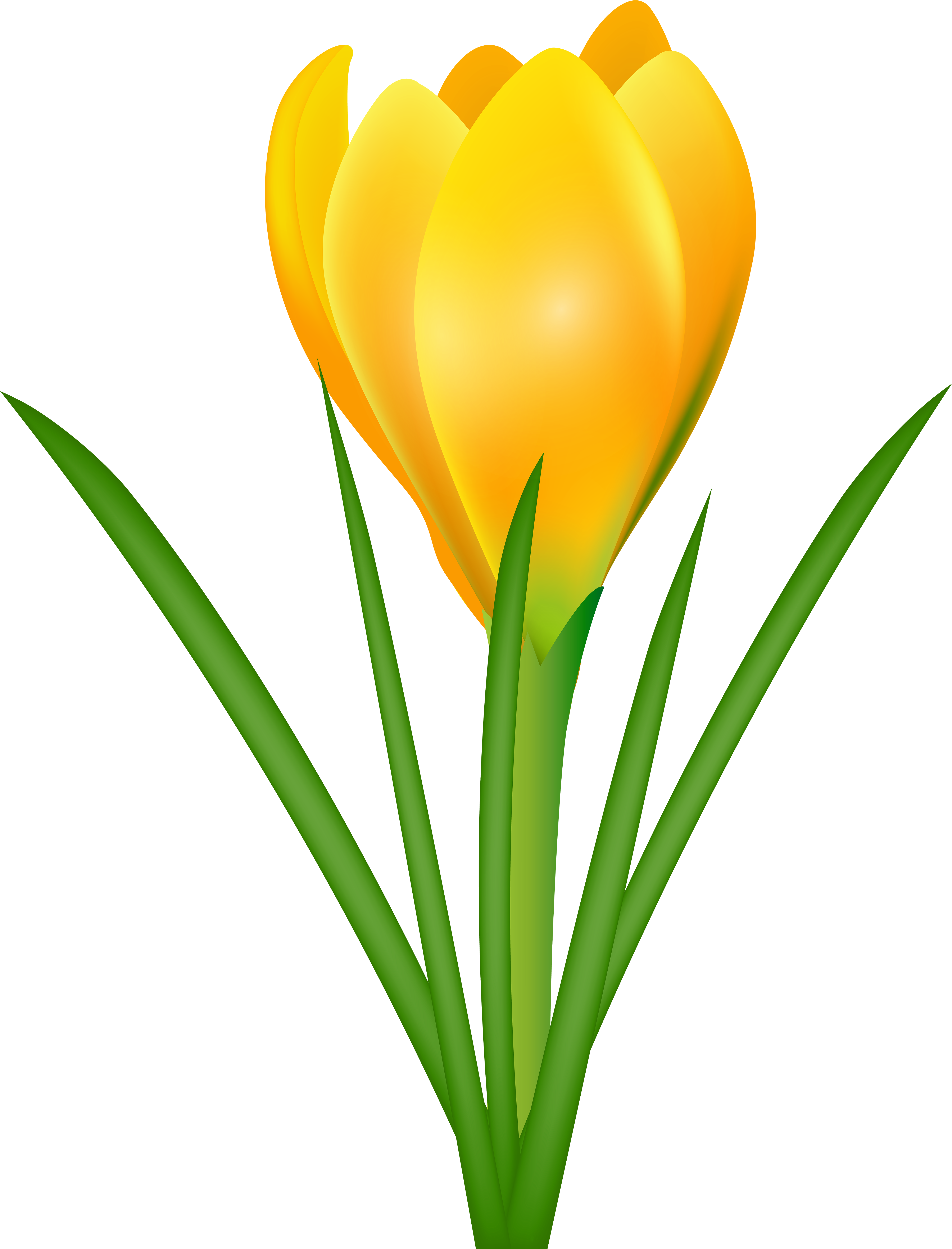 Crocus Clipart Spring School - Crocus Clipart (4615x6000)