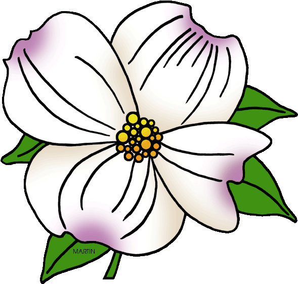 North Carolina State Flower - Dogwood Flower Coloring Page (648x592)