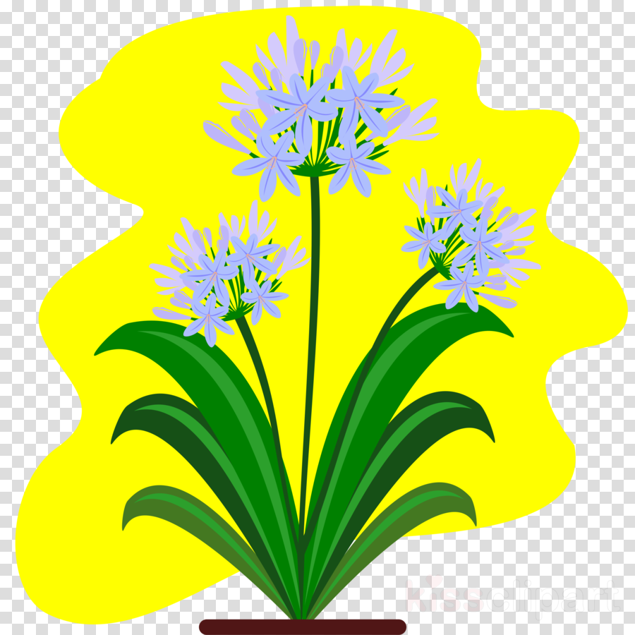 Botanical Drawing Pdf Agapanthus Clipart Floral Design - Botanical Drawing Pdf Agapanthus Clipart Floral Design (900x900)