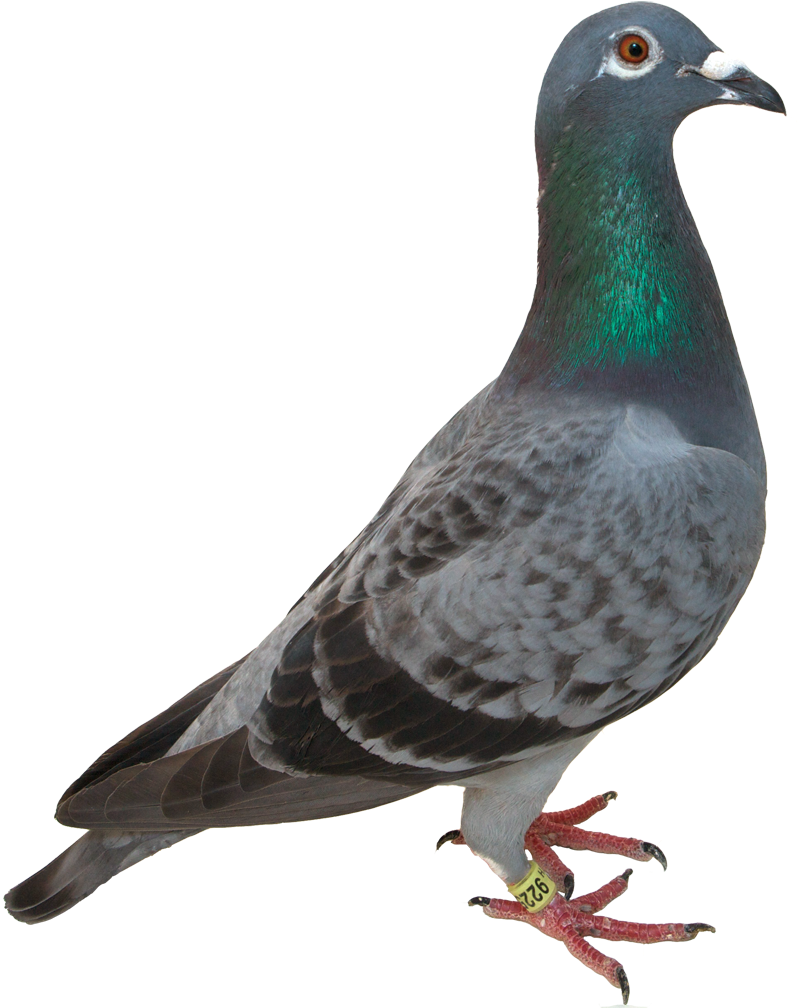 Pigeon Clipart High Resolution - Pigeon Clipart High Resolution (1024x1024)