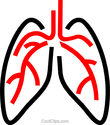 Human Lungs Royalty Free Vector Clip Art Illustration - Human Lungs Royalty Free Vector Clip Art Illustration (421x480)