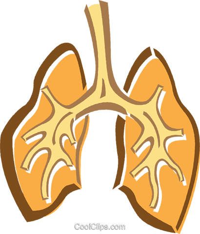 Human Lungs Royalty Free Vector Clip Art Illustration - Human Lungs Royalty Free Vector Clip Art Illustration (410x480)
