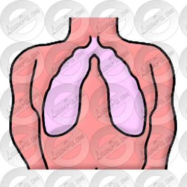 Lungs Clipart Detail - Lungs Clipart Detail (380x380)