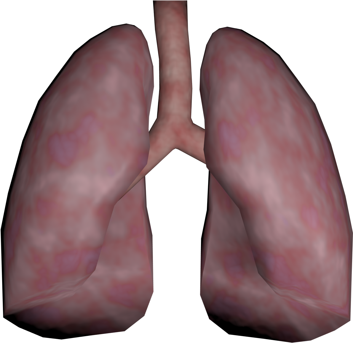 Lungs Png Transparent Images - Lungs Png Transparent Images (1280x1280)