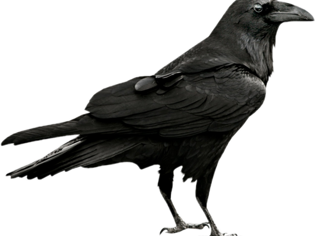 Gothic Clipart Crow - Gothic Clipart Crow (640x480)